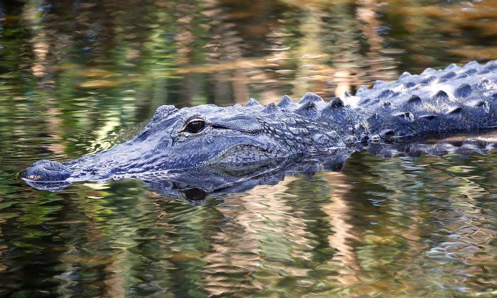 Woman, 90, Attacked by Alligator Near Nursing Home, Official Says