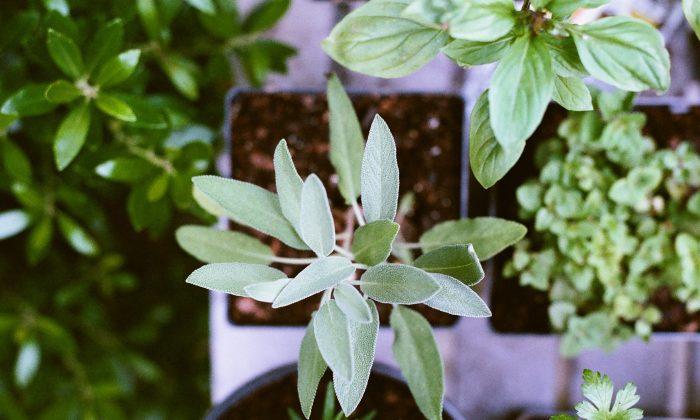 The Herb That Shows Promise Against Heart Disease