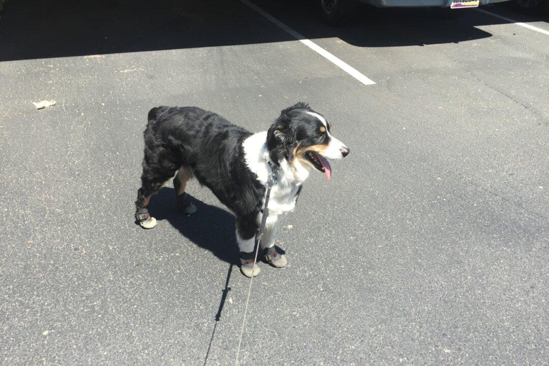 Dog Missing in Idaho Is Later Found In Memphis After Five Months