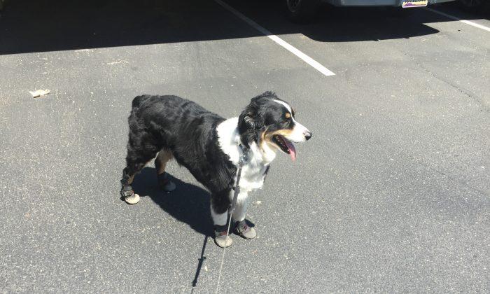 Dog Missing in Idaho Is Later Found In Memphis After Five Months