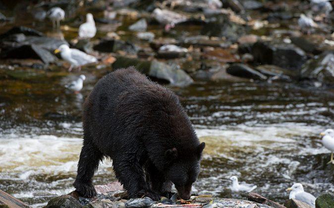 Alaskan Locals Pointing Fingers at Causes Behind Record Number of Marauding Bears