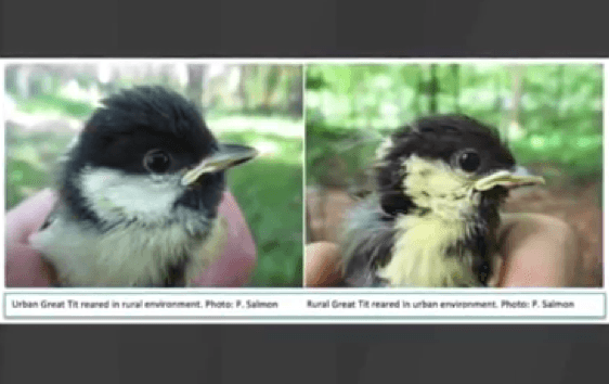 Remarkable Image Shows What Living in Urban Environment Does to Birds (Video)