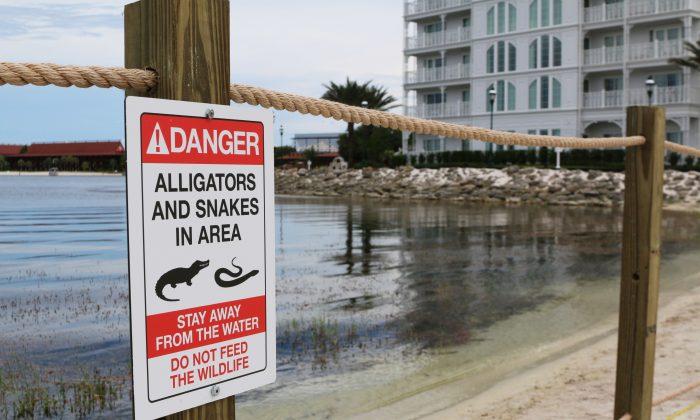 Firefighters Had Been Asked to Stop Feeding Alligators Near Disney World