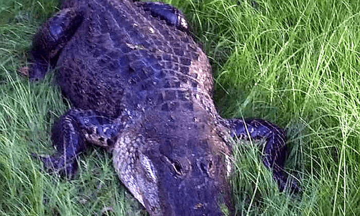 Alligator Attacks 58-Year-Old Man in Florida: Sheriff