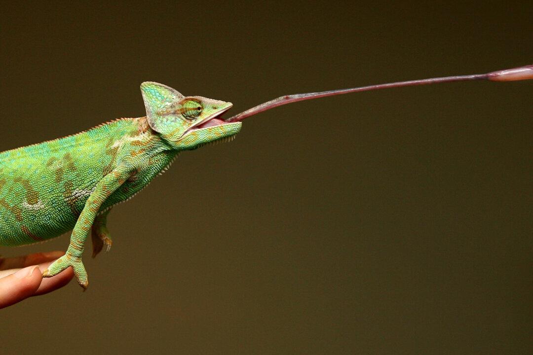 Slip of the Tongue: Chameleon’s Sticky Secret Revealed