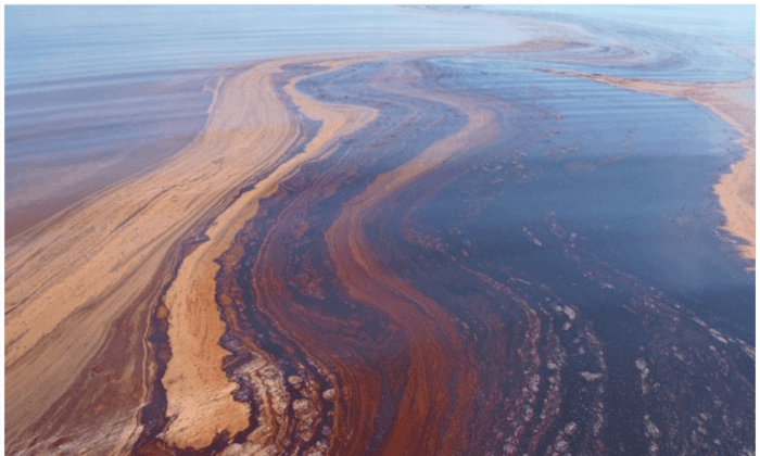 Can We Harness Bacteria to Help Clean Up Future Oil Spills?