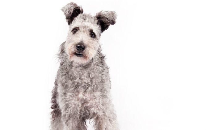 ‘Lively, Adorable’ Pumi Joins 189 Dog Breeds Eligible for Westminster Dog Show