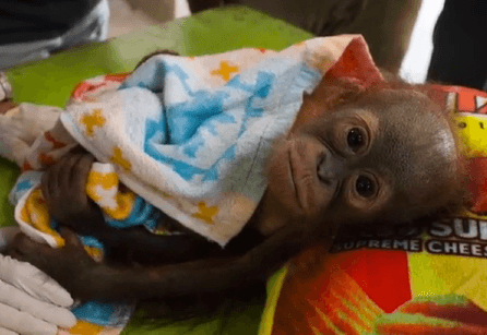 This Baby Orangutan Was Shot and Abandoned (Video)