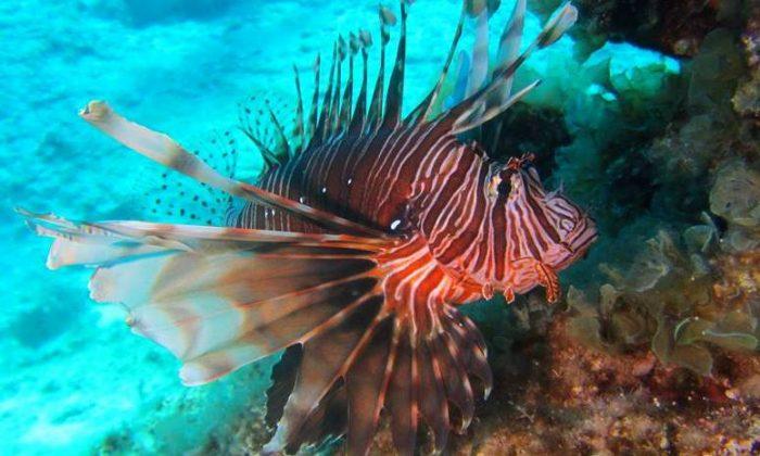 Lionfish Invading Mediterranean Sea Must Be Removed ‘Preferably Tomorrow,’ Says Expert
