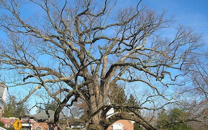 Basking Ridge Citizens Mourn at Prospect of 600-Year-Old Oak Tree Dying