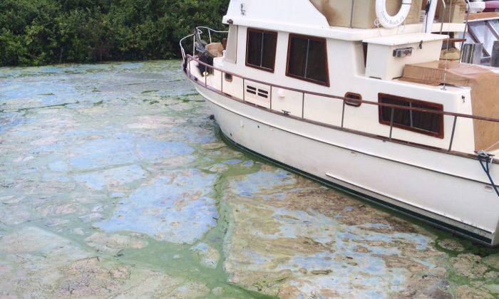 ‘Guacomole-Thick’ Algae Is Ravaging Florida Waters
