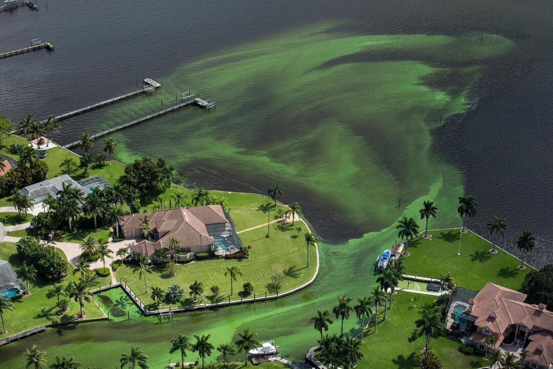 Army Corps to Reduce Lake Flows Fueling Florida Algae Bloom