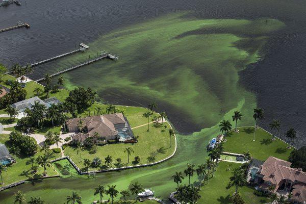 An aerial photo shows blue-green algae enveloping an area along the St. Lucie River in Stuart, Fla., on June 29, 2016. (Greg Lovett/The Palm Beach Post via AP)