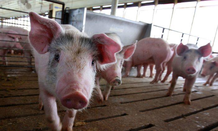 China Pork Shortage a Boon for U.S. Producers