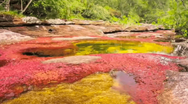 This Bizarre River in Colombia Is Called ‘Liquid Rainbow’ (Video)