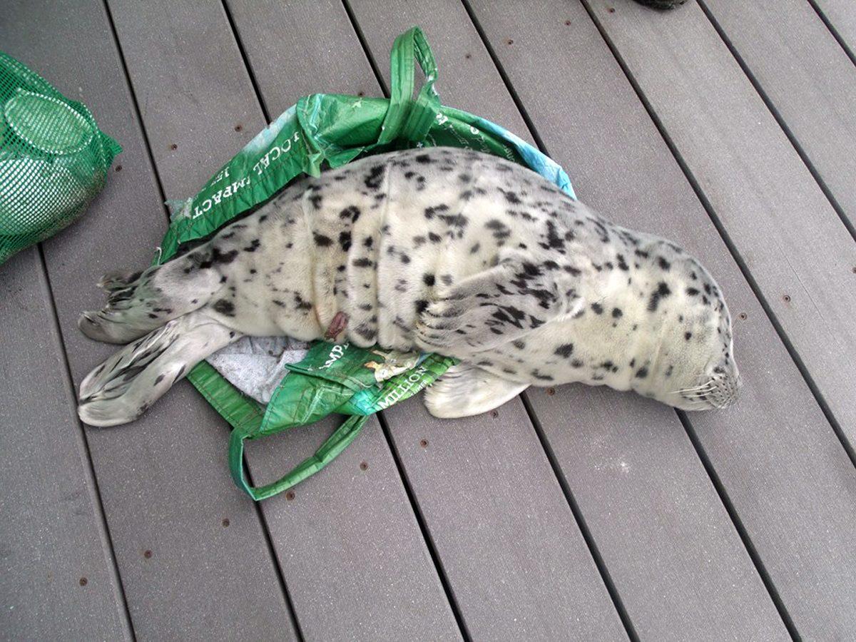 A baby seal is seen laying across a shopping tote used to carry it off a beach in Westport, Wash., May 21, 2016.  (Marc Myrsell/Westport Aquarium via AP)