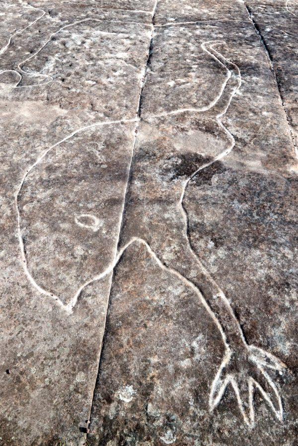Aboriginal rock engraving of Birrangulu, sacred Emu spirit. (Courtesy of Sydney Outback)