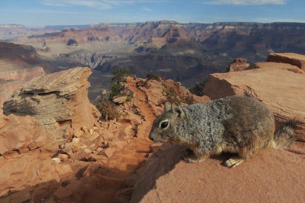 A squirrel stands at the South Keibab Trail at the Grand Canyon South Rim at Grand Canyon National Park, Ariz., on July 13, 2014. (Sean Gallup/Getty Images)