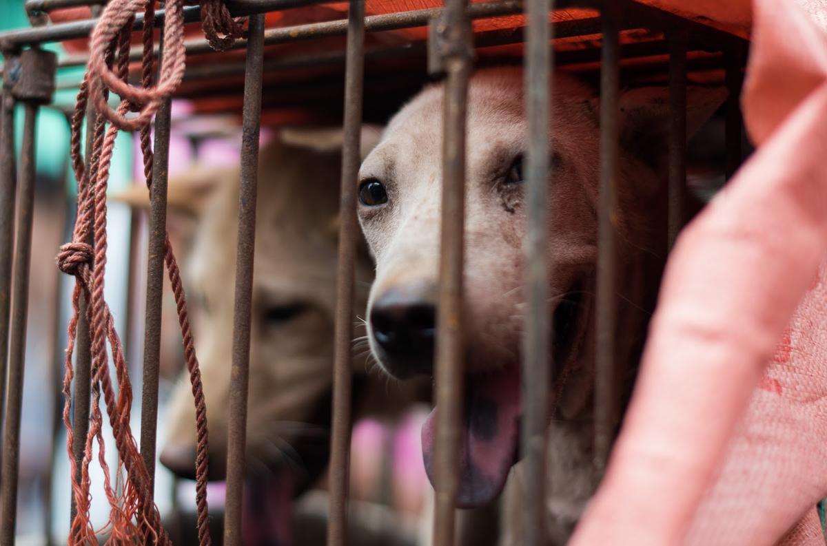 Kidnapping, Poisoning of Captured Pets and Strays Leads to Tainted Dog and Cat Meat in Chinese Markets