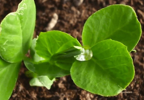 Apparently, Plants Know How to ‘Gamble’ (Video)