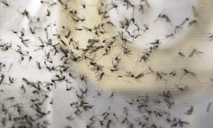 1st Death Related to Zika Virus Seen in Continental US