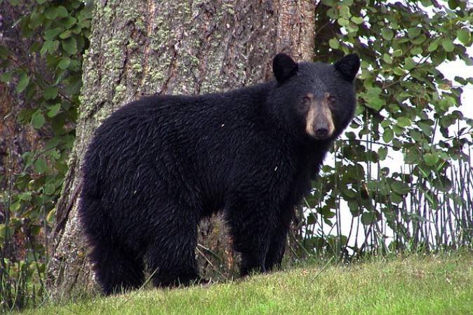 Canadian Man Fights Bear With Bare Fists—Lives to Tell the Tale