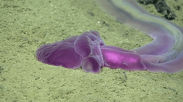 Explorers Spot ‘Craziest Looking Thing’ in the Deep Ocean (Video)