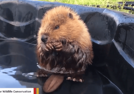 Abandoned Baby Beaver Enjoying Pool Time Wins Internet (Video)