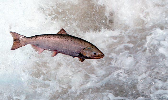 Wild Pacific Salmon Face an Upstream Battle for Survival