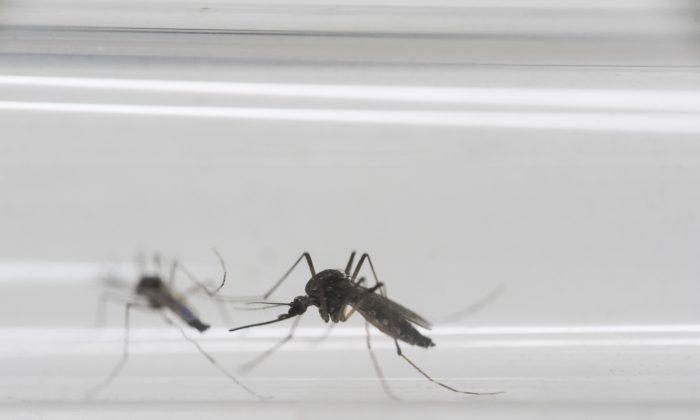 In Medical Mystery, Caregiver Gets Zika From Man Who Died