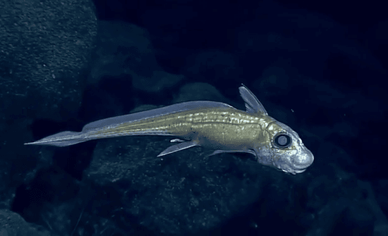 10 Deep Sea Creatures That Look Like They Came From Outer Space (Video)
