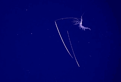Deep Sea Explorers Encounter Shrimp With ‘Chopstick’ Antennae (Video)