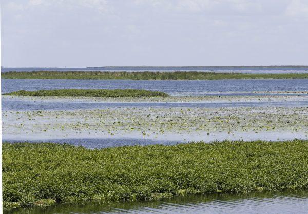 In this 2016 photo, views of Lake Okeechobee stretch out into the distance at Harney Pond Canal Recreation Area and Margaret Van De Velde Park in Lakeport, Fla. (AP Photo/Wilfredo Lee)