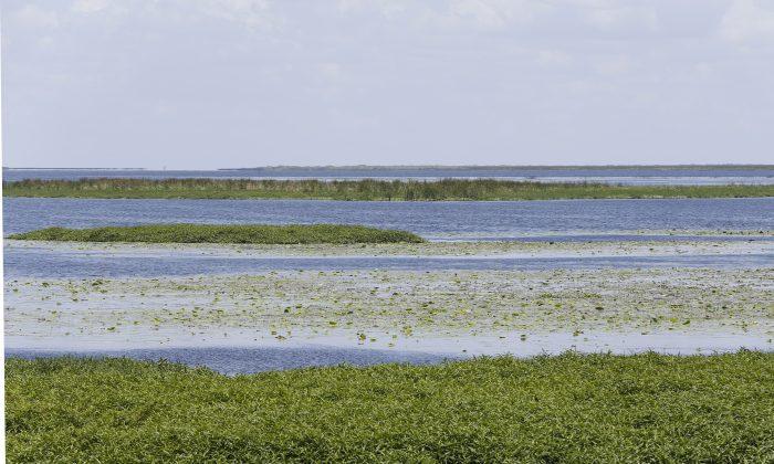 Florida Senate to Vote on Controversial Bill that Would Harm Everglades, but Benefit Farmers
