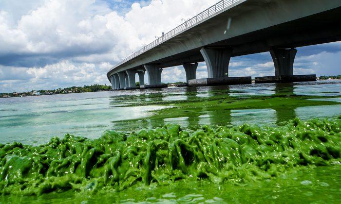 Toxic Algae Rampant in California, Also Spreading Nationwide
