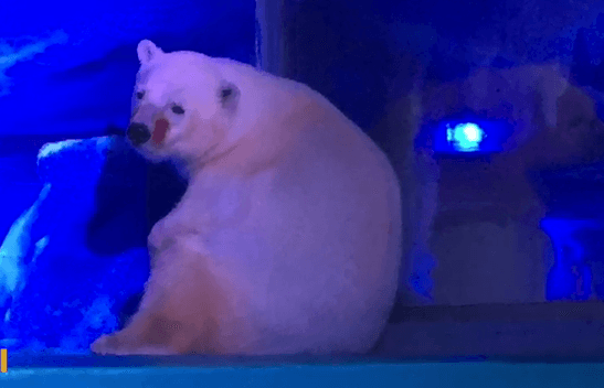 Polar Bear Used for Selfies at ‘World’s Saddest Zoo’ in Chinese Mall (Video)