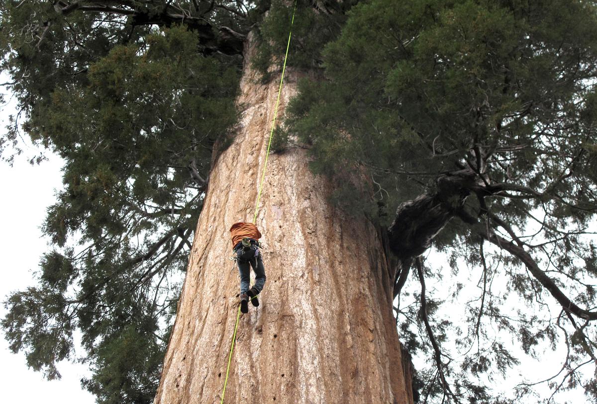 Group Clones California Giant Trees to Combat Climate Change