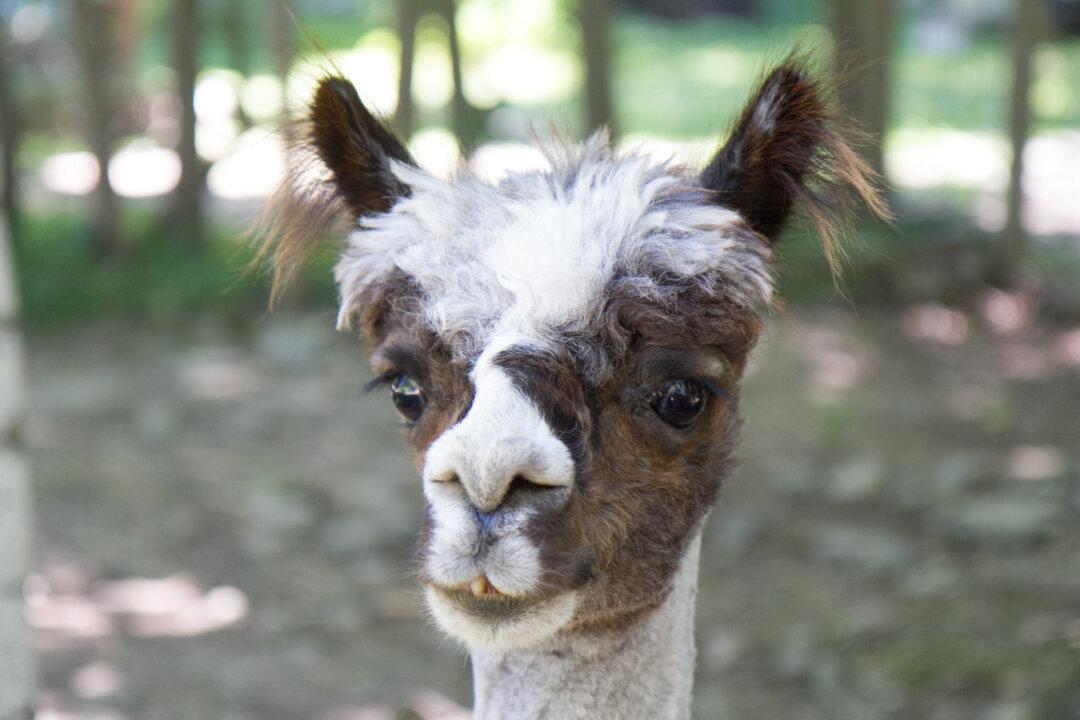 Photo Gallery: Rock Ridge Alpacas