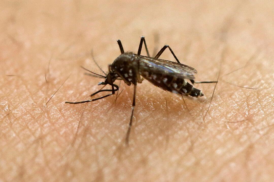 ‘Perfectly Healthy’ Man Was Brain-Dead in Nine Days After Getting Mosquito-Borne Virus
