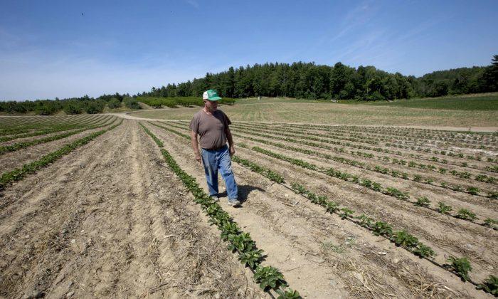 Fortune Fickle for Farmers in Northeast Drought
