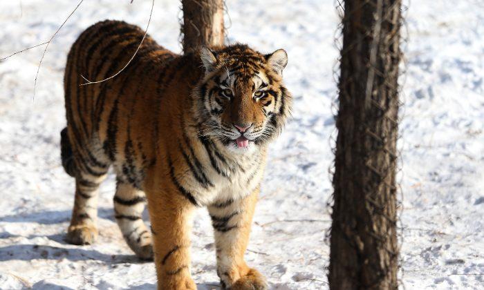 Woman Killed by Tiger at Beijing Wildlife Park Is Latest in Series of Deadly Incidents