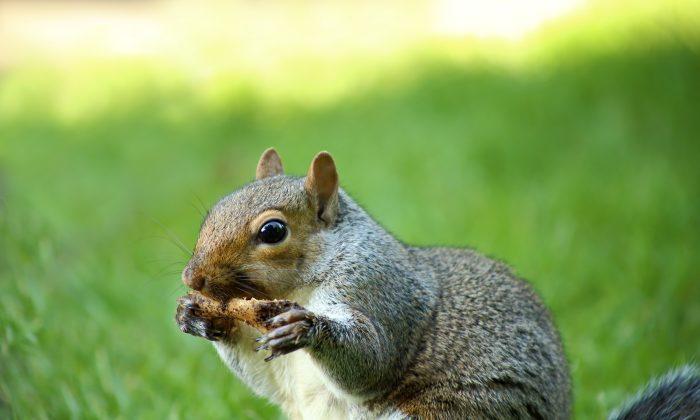 Gnawing Squirrels Are Culprits at Many Crime Scenes