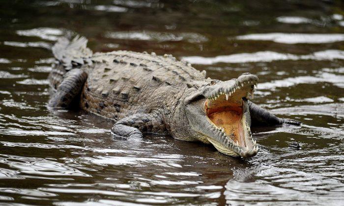 Australian Farmer Says Surgical Plate Found in Belly of 1,500-Pound Crocodile