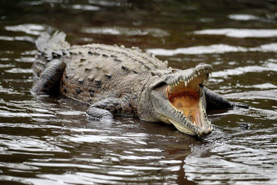 2-Year-Old Girl Killed by Crocodiles on Family Farm: Reports