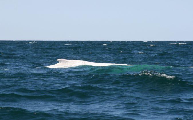 Migaloo the Rare White Whale Is Spotted in Australia