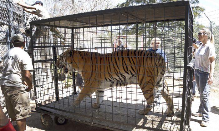 Lions, Tigers Returned to Sanctuary Threatened by Wildfire