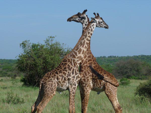 Giraffes on the Serengeti. (Barbara Angelakis)