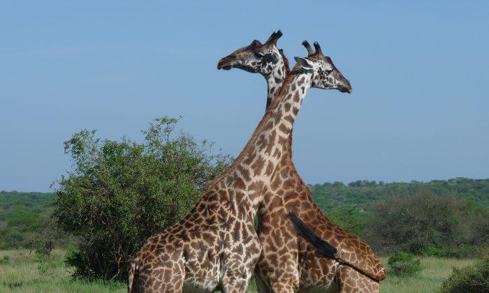 Lightning Kills 2 Giraffes at Park in Florida: Report