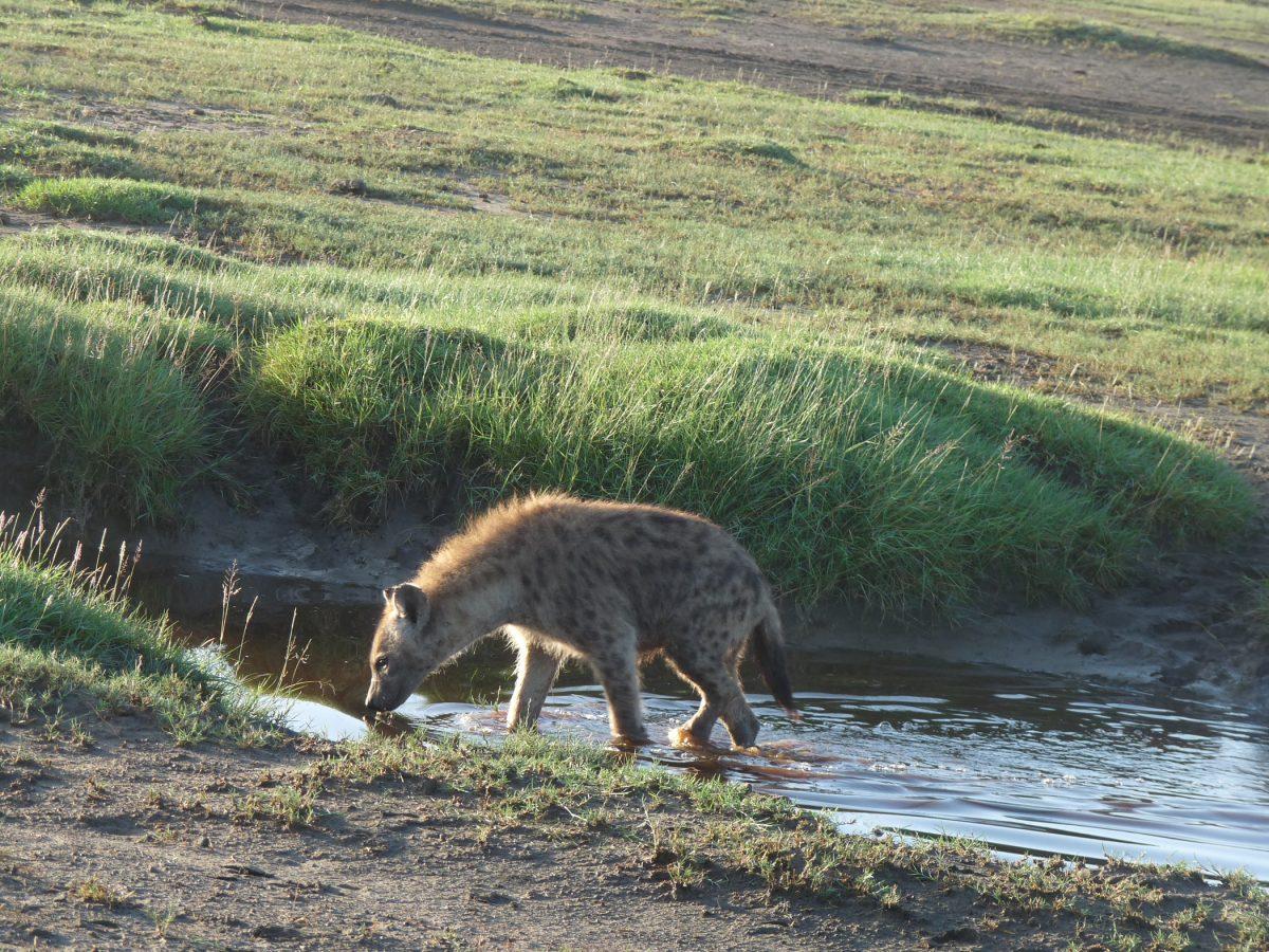 A spotted hyena. (Barbara Angelakis)