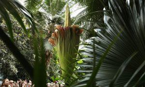 Corpse Flowers Strangely Bloom at Same Time: Coincidence or Omen?